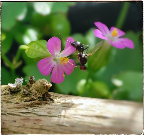 Wenkvlieg op doorreis