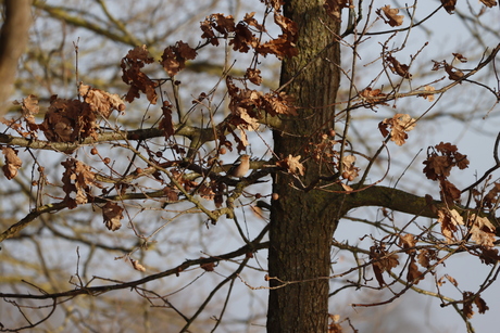 Roodborstje mijn favoriete vogel van mijn lieve vader 