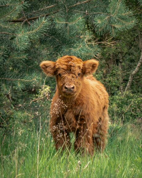 Baby Schotse Hooglander