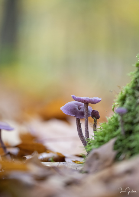 Paddenstoeltjes in het herfstbos