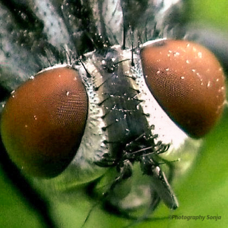 Ogen van Dambordvlieg