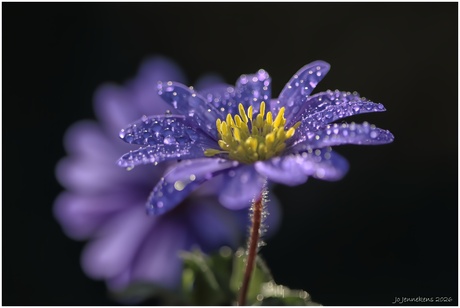 Anemone blanda