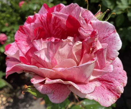 Mooie roze roos