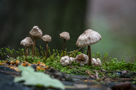 Paddenstoel 