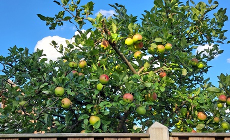 Een appeltje voor de dorst