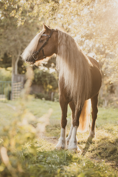 Paard in golden hour