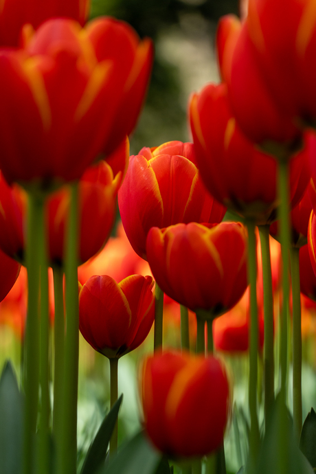 Keukenhof tulpen