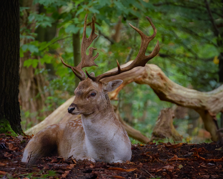 Koning van het bos