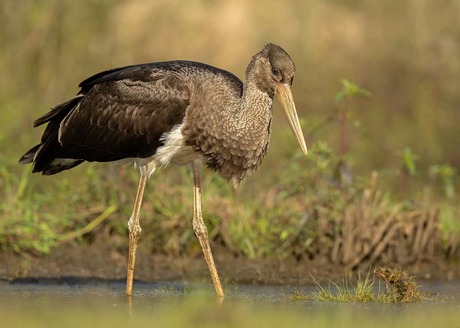 Juveniele zwarte ooievaar