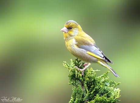 Groenling (Chloris chloris)