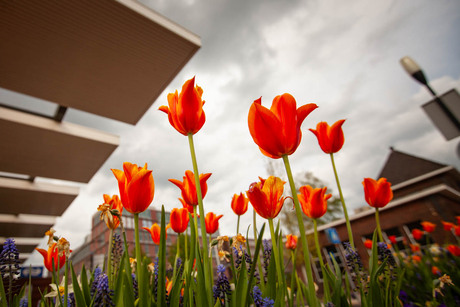 Tulpen in de stad
