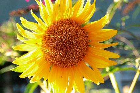 Zonnetje in de tuin