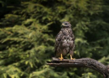 Buizerd