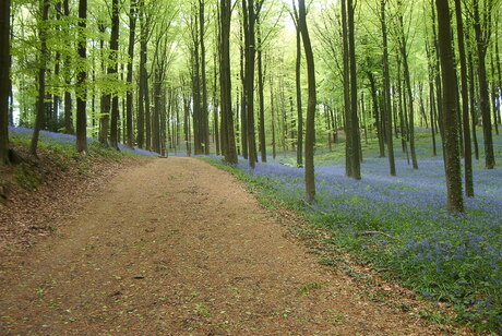 Niet het Hallerbos