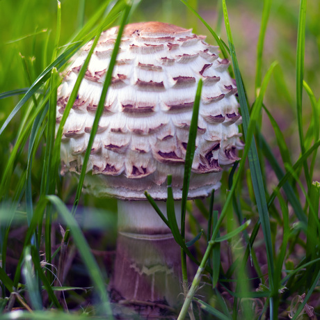 Knolparasolzwam van dichtbij