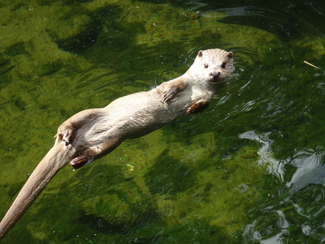 Otter