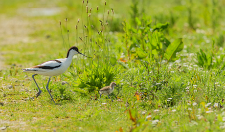 “Dit is de natuur”