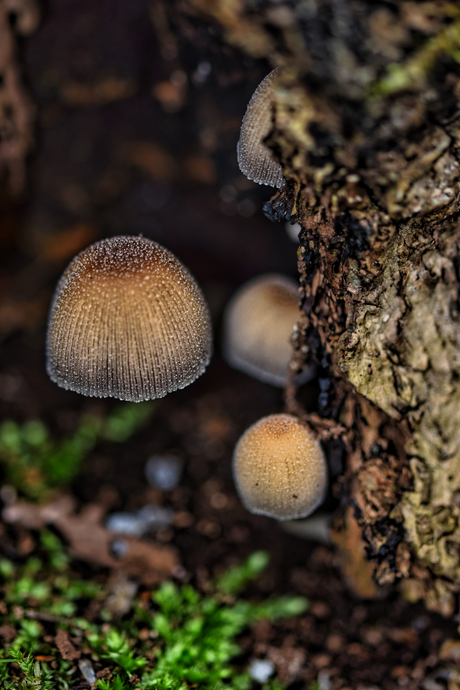 Zwevende Paddenstoel