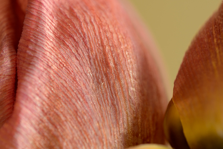 Tulp van dichtbij