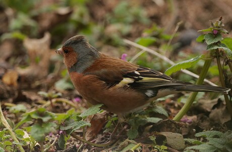 Vink