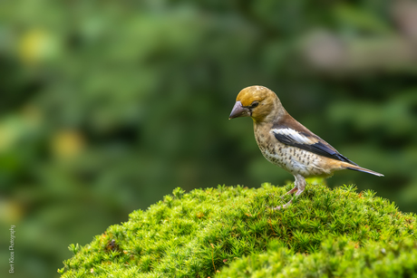 Appelvink Juveniel (m)
