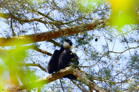 Wittewanggibbon