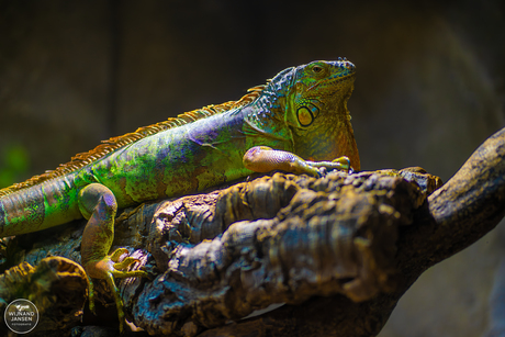 Green Iguana