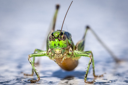Grasshopper with a missing accessories - Grasshopper with a missing feeler. - foto door ShiftyNL op 15-11-2022 - deze foto bevat: sprinkhaan, insect, groen, kroatie, grasshopper, natuur, nikon corporation, nikon d7200, 105.0 mm f/2.8, iso 640, diafragma ƒ/9, sluitertijd 1/1000s, brandpuntafstand 105mm, hoofd, oog, insect, geleedpotige, plaag, terrestrisch dier, speelgoed, parasiet, ongewervelden, macro fotografie