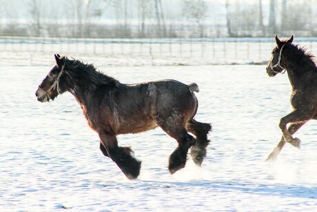 Spelende paarden in de sneeuw