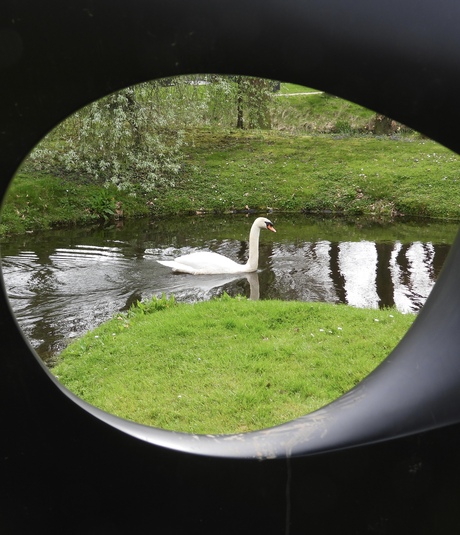 Zwaan in het middelpunt