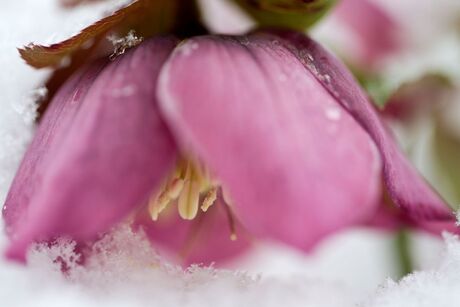 Lente met een winters tintje.