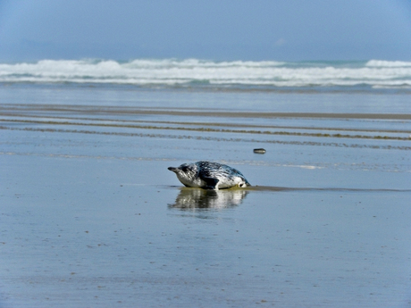 Geen ijs meer, dan maar het strand..