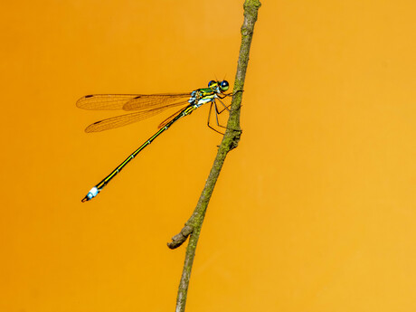 Early in the morning