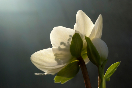 Helleborus van achterus