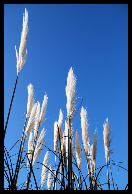 Pluimen in achtertuin 1