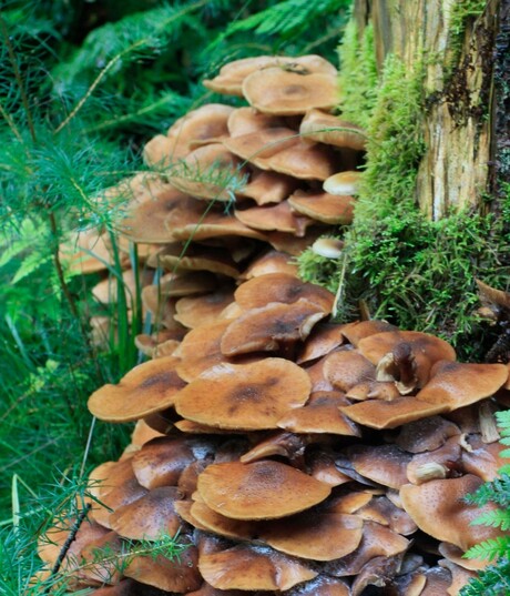 paddenstoelen