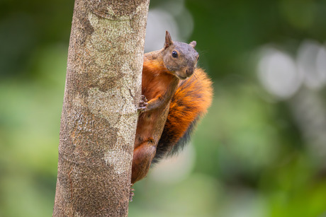 Roodstaartboomeekhoorn