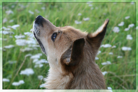 Hondje van de overburen