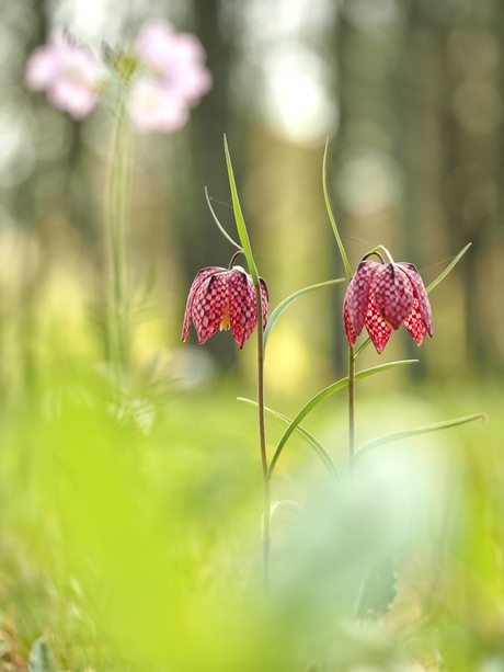 kievitsbloem