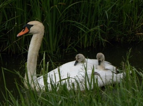 zwaan met 2 jongen