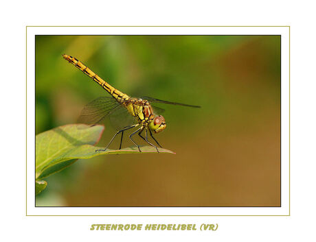 Steenrode Heidelibel (vr)