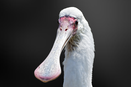 De lepelaar (Platalea leucorodia) is een vogel uit de familie der ibissen en lepelaars.