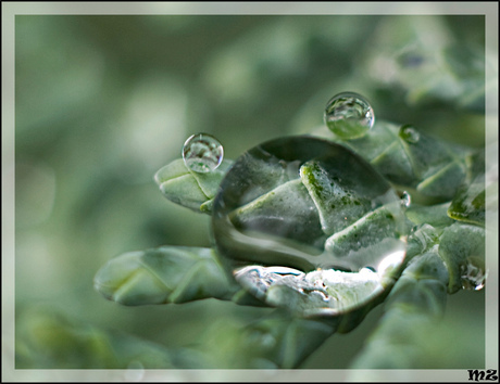 van de regen in de drup...