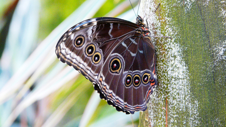 Blauwe Morpho vlinder