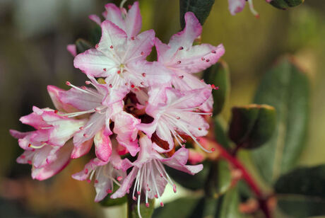 azalea Japonica -roze