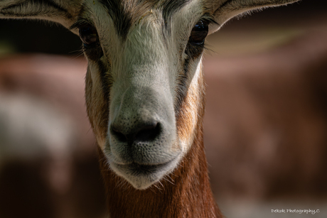 Mhorr-gazelle ..