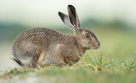 Haas geniet van zijn ontbijt