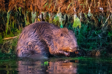 Bever in laatste avondzon