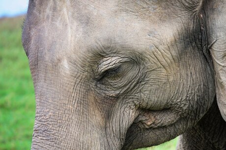 Olifant in Sri Lanka