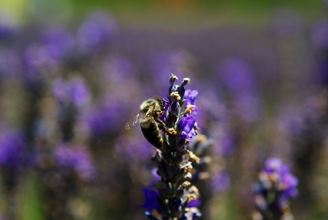 mmmmm lavendel